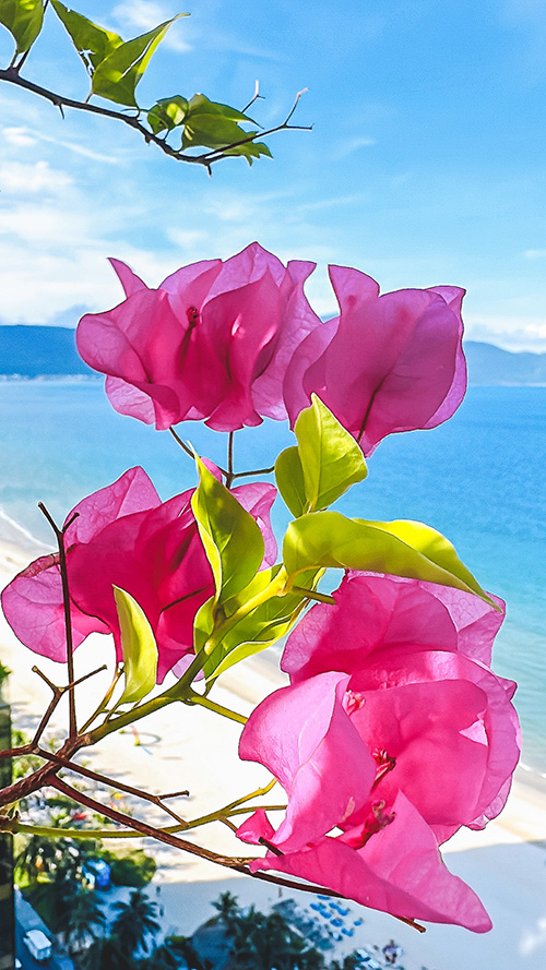 『夏』のフリー写真画像[ID:18896]