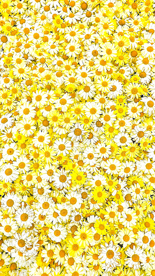 『誕生日』のフリー写真画像[ID:18904]