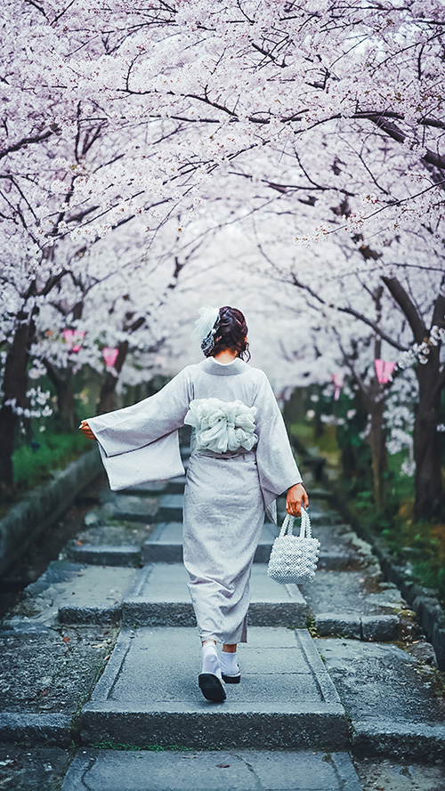 『花見』のフリー写真画像[ID:19056]