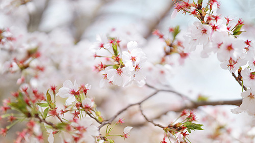『日本』のフリー写真画像[ID:19010]