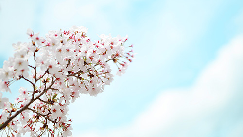 『自然』のフリー写真画像[ID:19026]