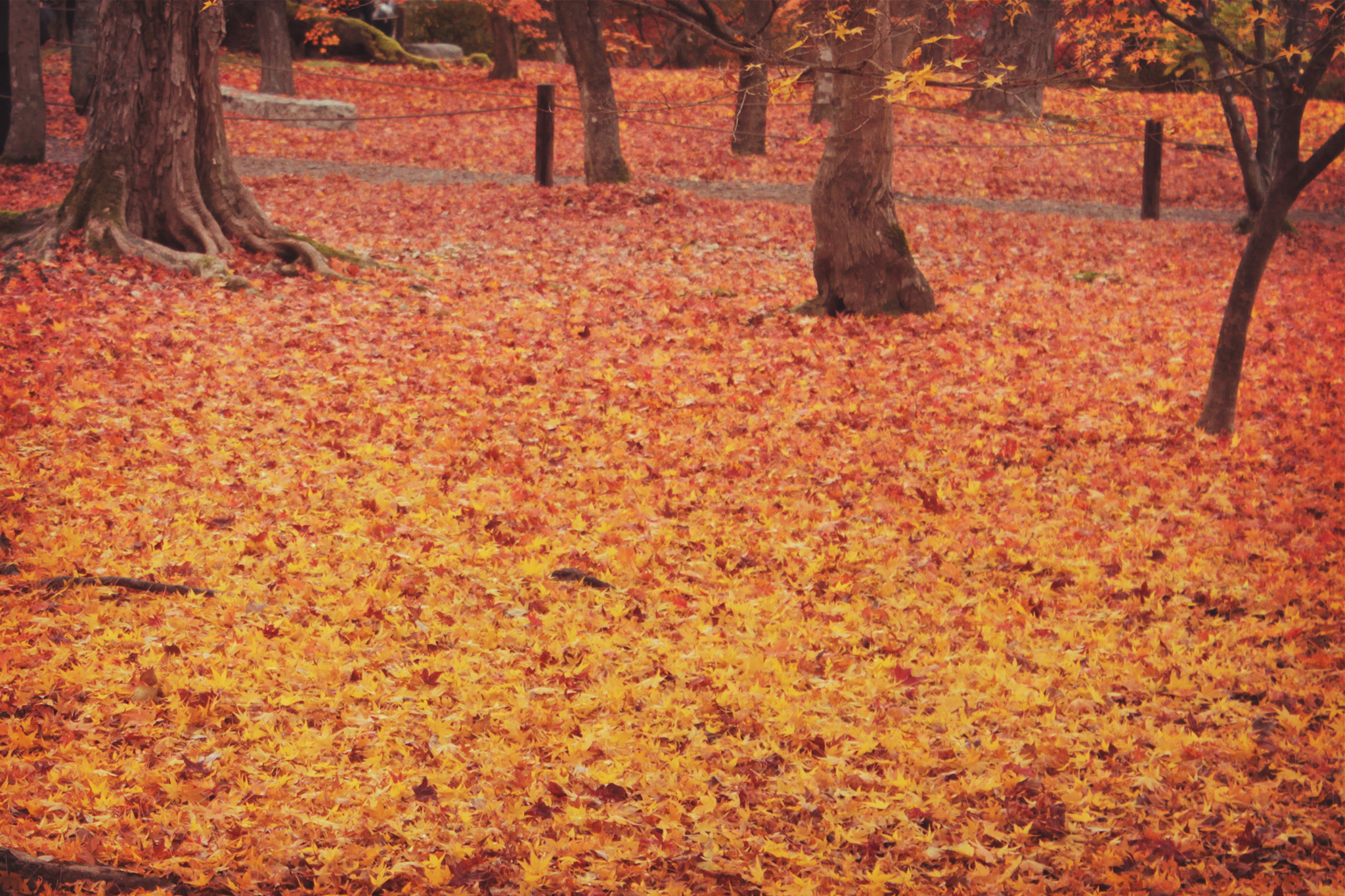 赤からオレンジに移りゆく落ち葉のグラデーションのフリー画像 おしゃれなフリー写真素材 Girly Drop
