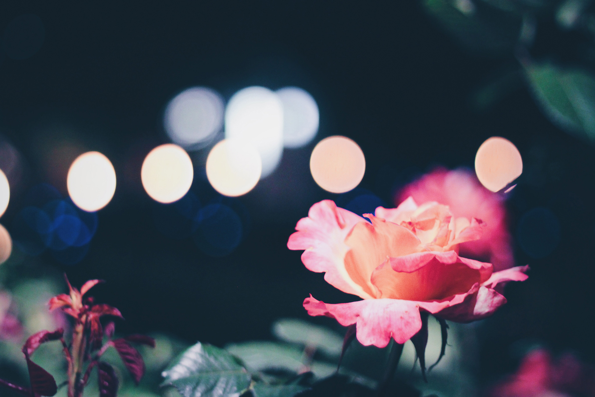 夜に咲く薔薇のフリー画像 おしゃれなフリー写真素材 Girly Drop