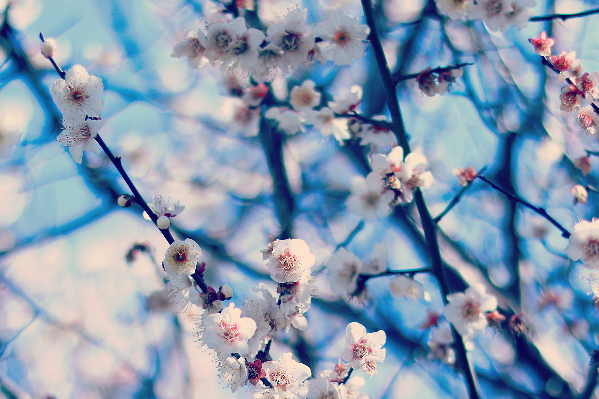 青空と梅の花のフリー画像 おしゃれなフリー写真素材 Girly Drop