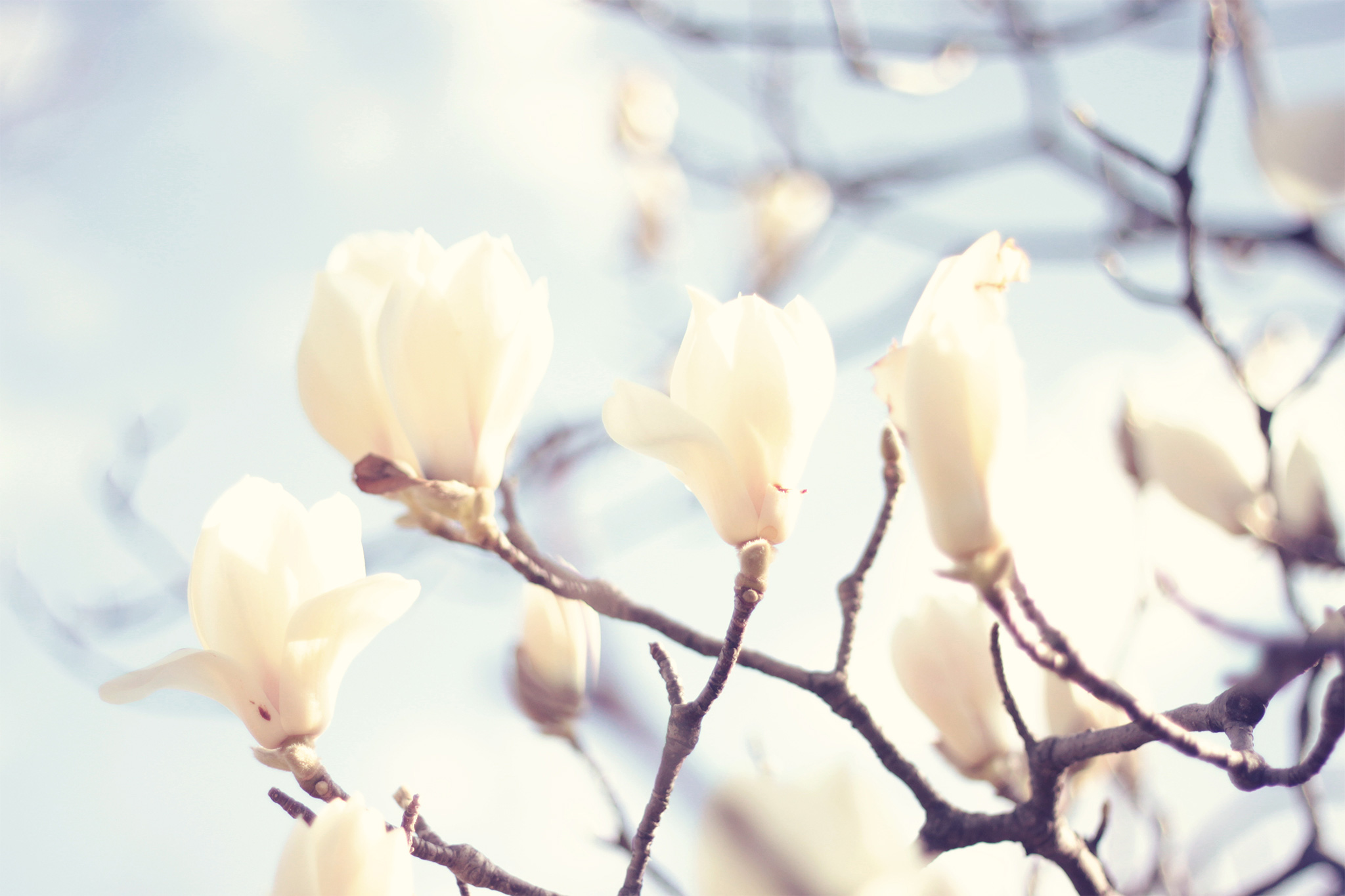可憐で可愛らしい白木蓮 ハクモクレン の花たちのフリー画像 おしゃれなフリー写真素材 Girly Drop