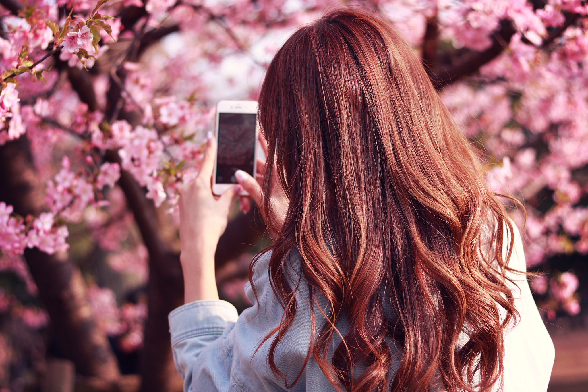 Iphoneで桜の写真を撮影する女の子のフリー画像 おしゃれなフリー写真素材 Girly Drop