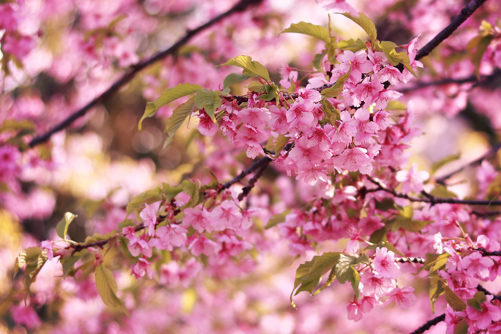 濃いピンクが可愛い葉桜のフリー画像 おしゃれなフリー写真素材 Girly Drop