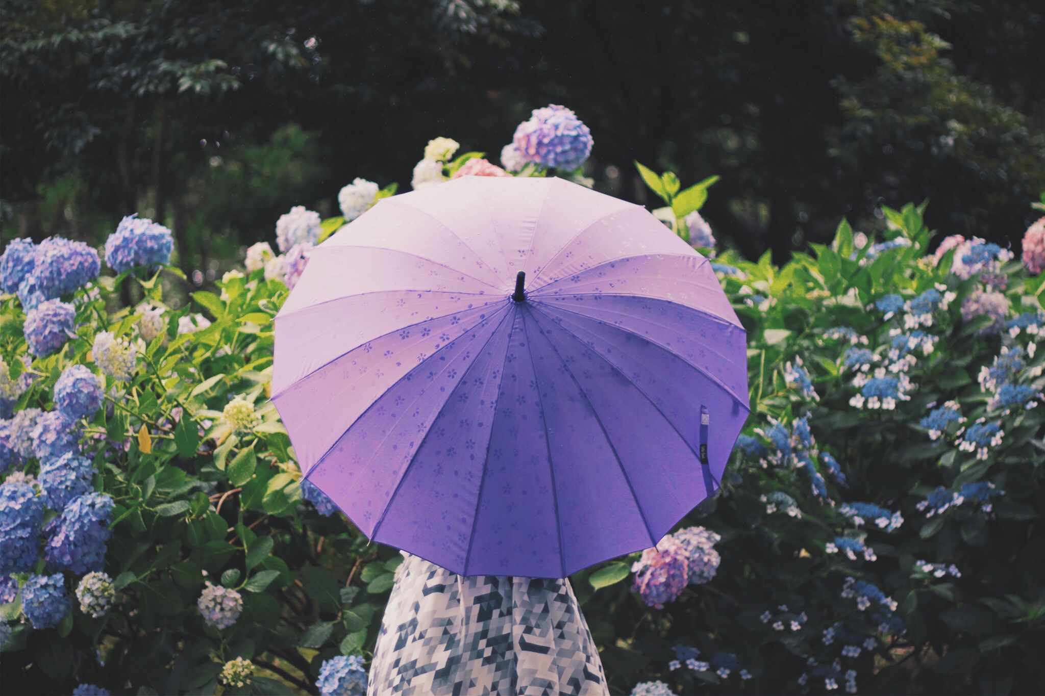 雨のなか紫陽花 あじさい を眺める傘をさした女の子のフリー画像 おしゃれなフリー写真素材 Girly Drop