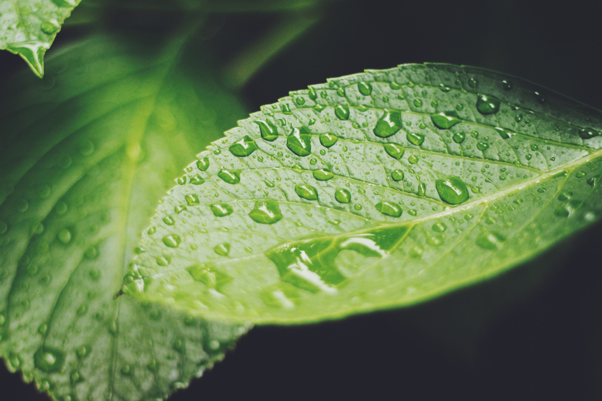 雨に濡れた紫陽花 あじさい の葉っぱのフリー画像 おしゃれなフリー写真素材 Girly Drop
