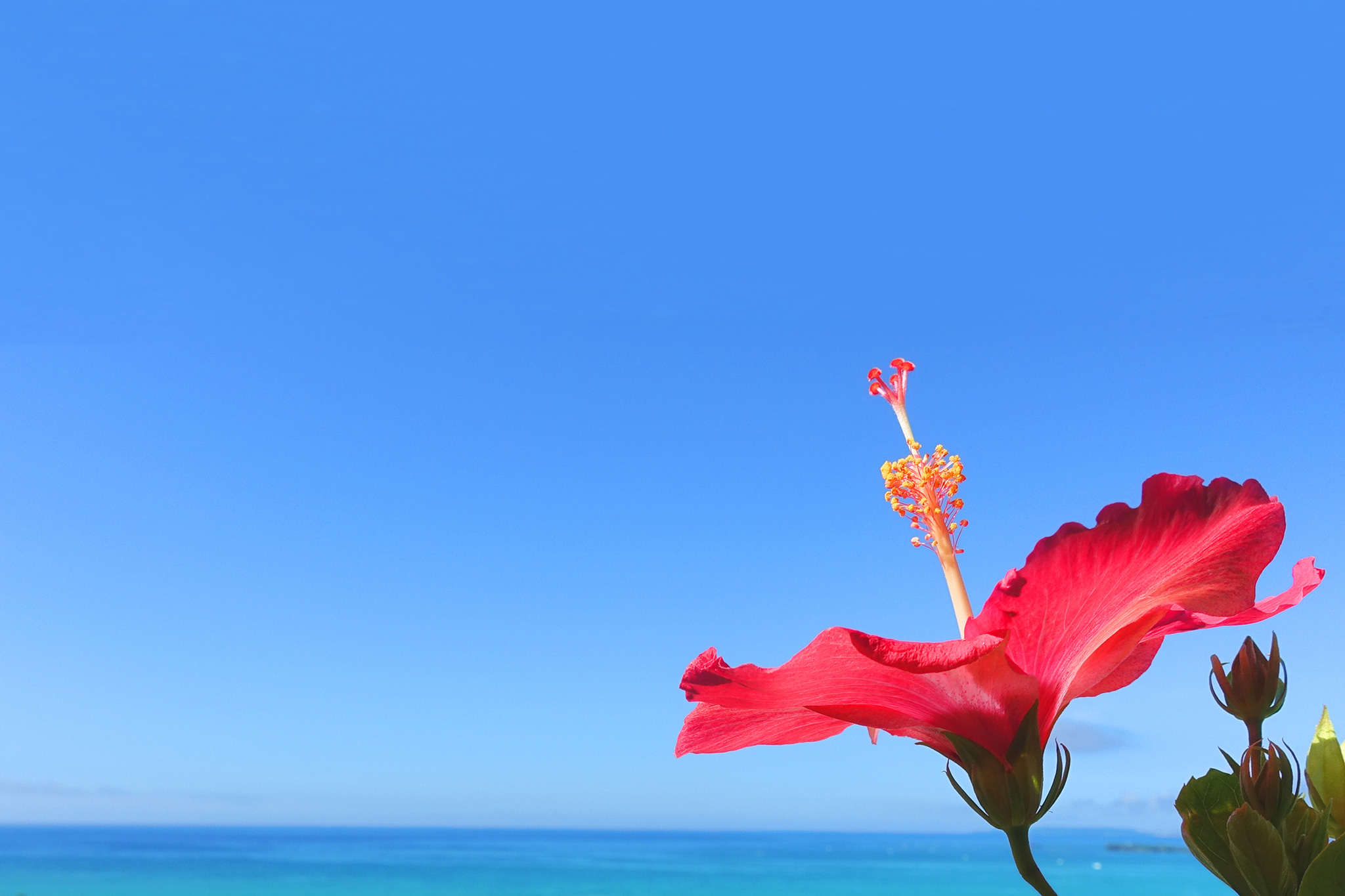 空に向かって元気に咲き誇る沖縄の赤いハイビスカスのフリー画像 おしゃれなフリー写真素材 Girly Drop