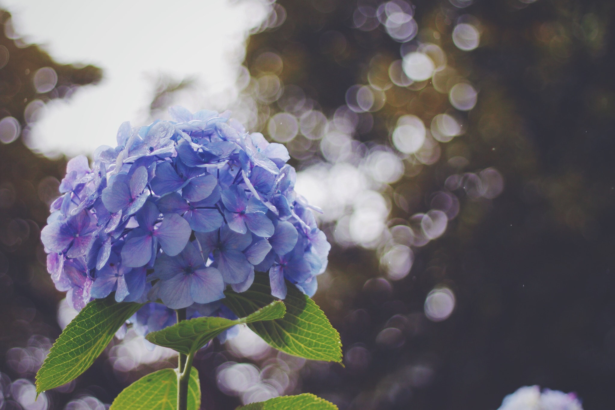 梅雨の風物詩、青紫の紫陽花（あじさい）のフリー画像｜おしゃれなフリー写真素材：GIRLY DROP