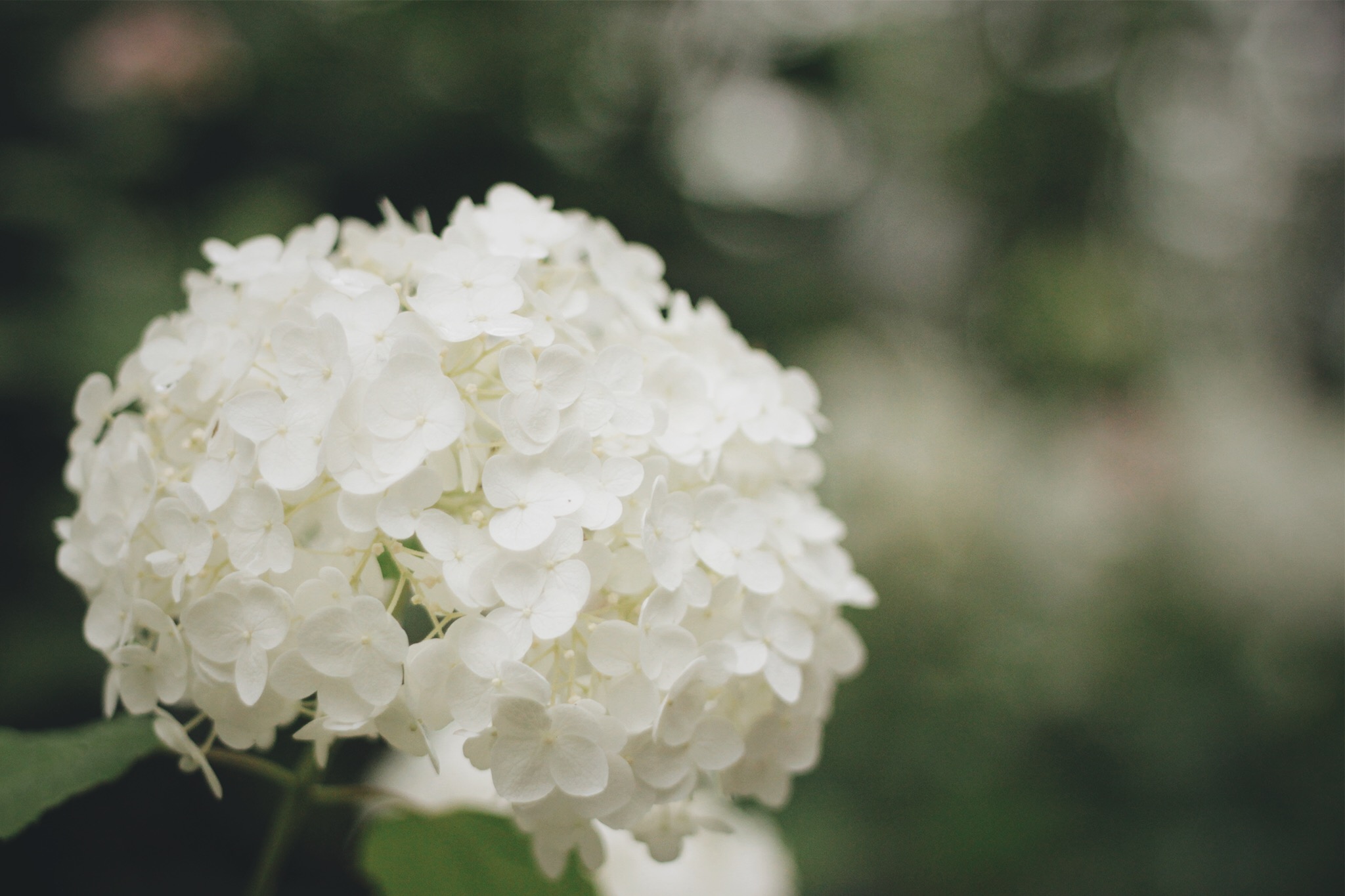 ふんわり可愛い白色の紫陽花 あじさい のフリー画像 おしゃれなフリー写真素材 Girly Drop