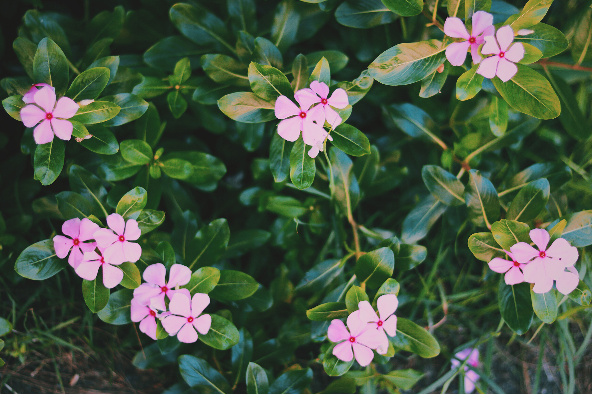 南国に咲く小さなピンクの花のフリー画像 おしゃれなフリー写真素材 Girly Drop