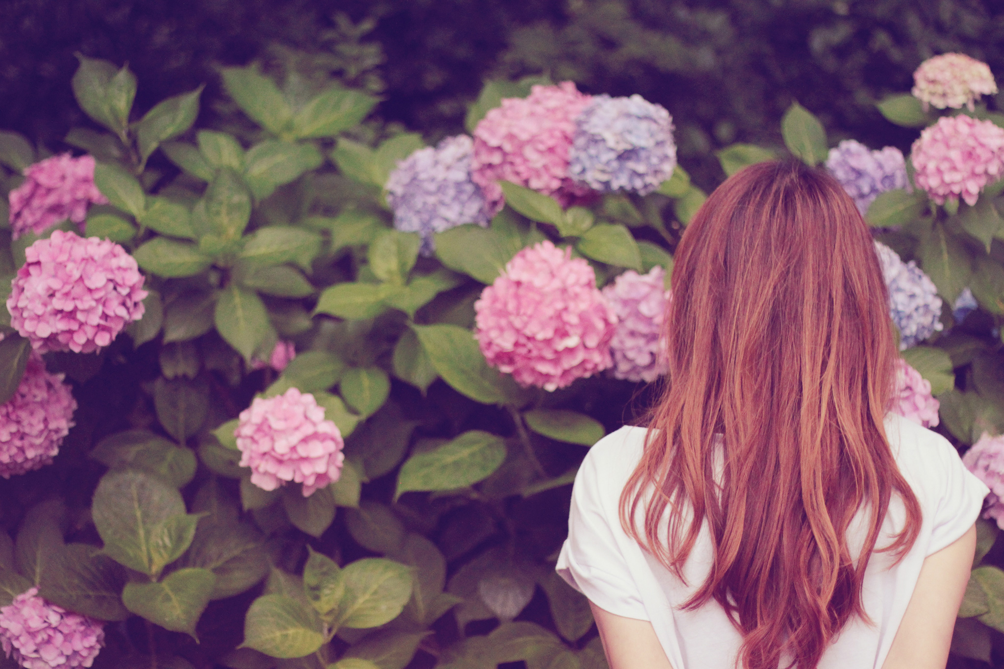 たくさんの紫陽花 あじさい と女の子のフリー画像 おしゃれなフリー写真素材 Girly Drop