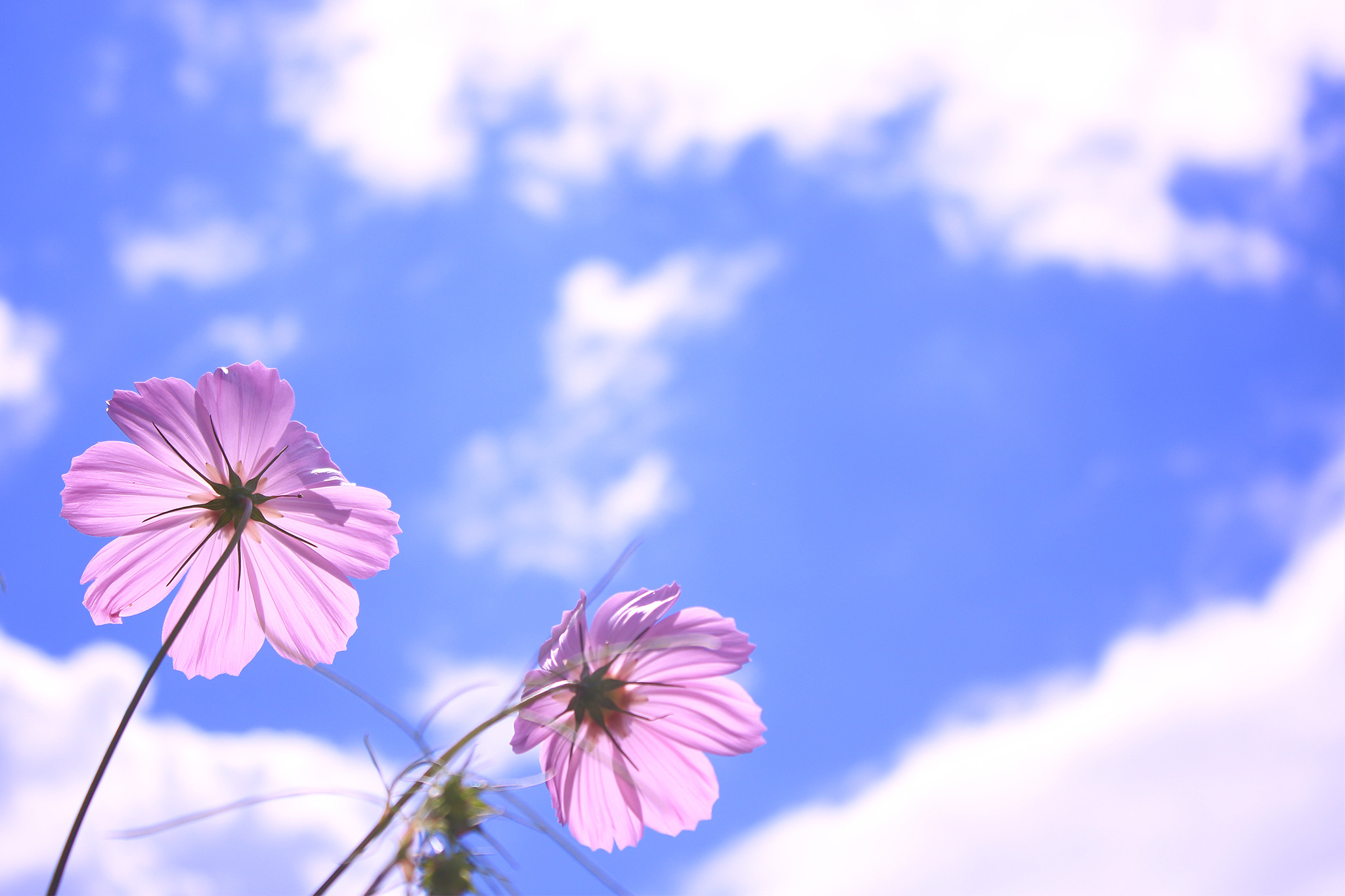 空に向かって咲いているピンク色の秋桜のフリー画像 おしゃれなフリー写真素材 Girly Drop