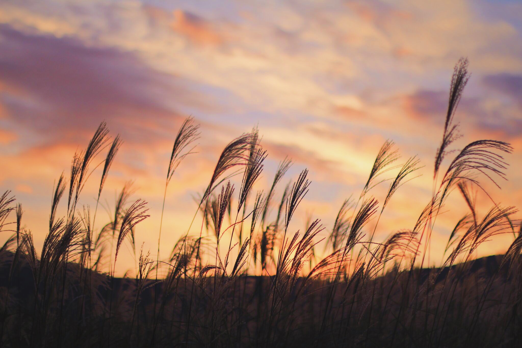 美しい夕焼け空の下で風にそよぐススキのフリー画像 おしゃれなフリー写真素材 Girly Drop