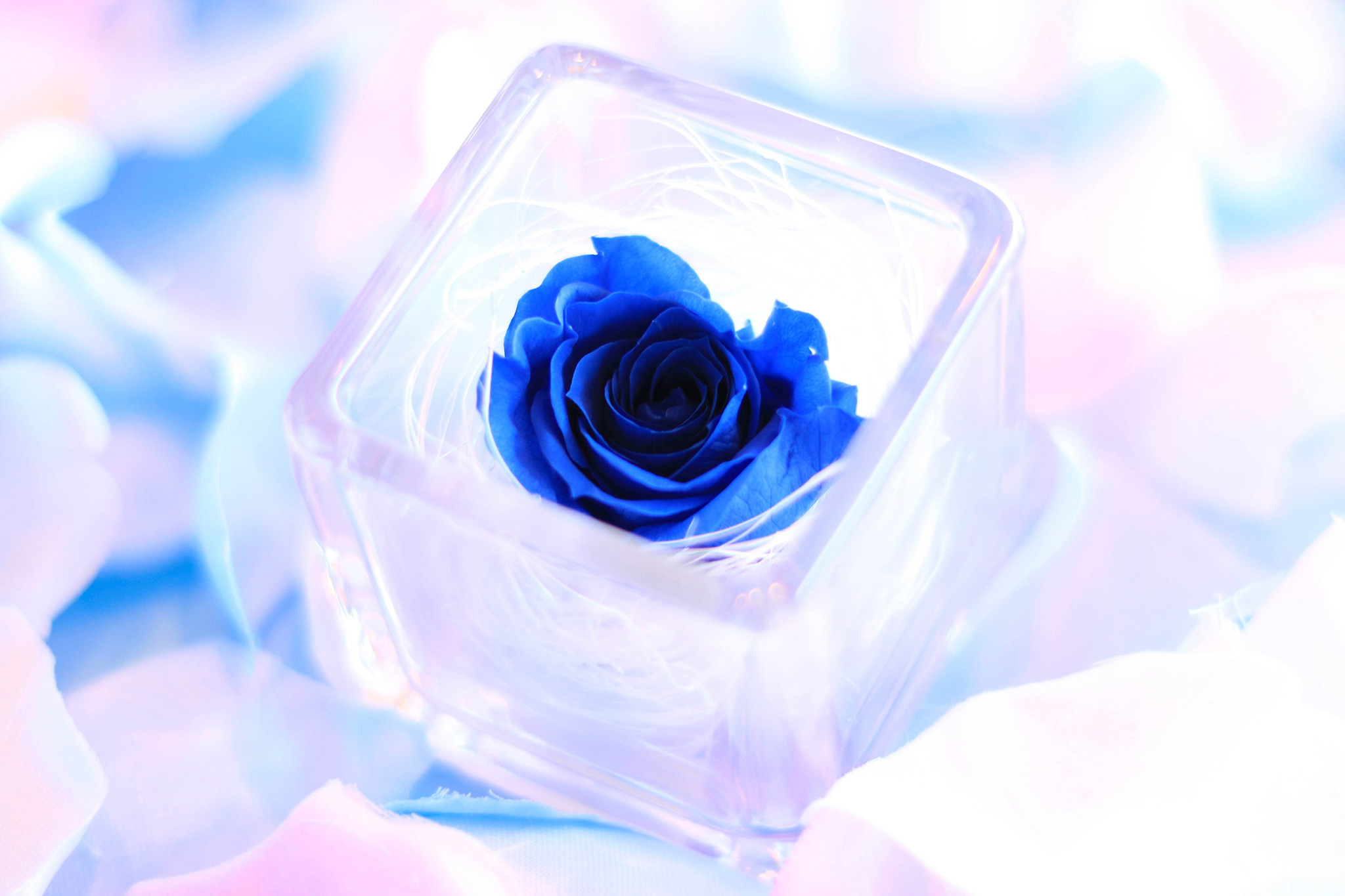 青いバラのプリザーブドフラワーのフリー画像 おしゃれなフリー写真