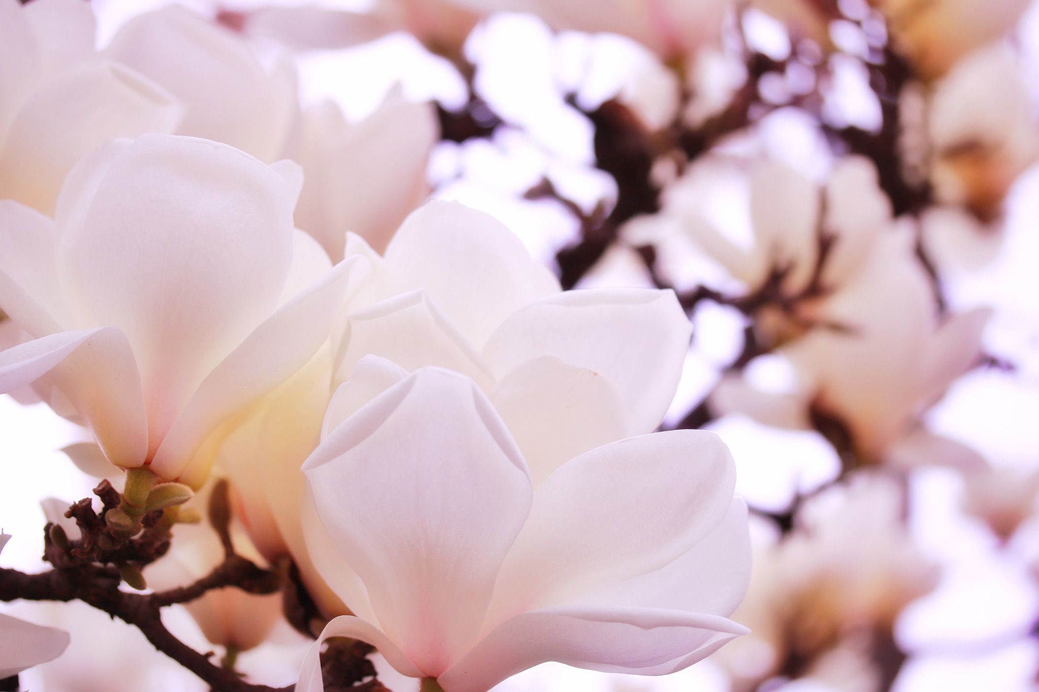 咲き乱れる白木蓮 ハクモクレン の花たちのフリー画像 おしゃれなフリー写真素材 Girly Drop
