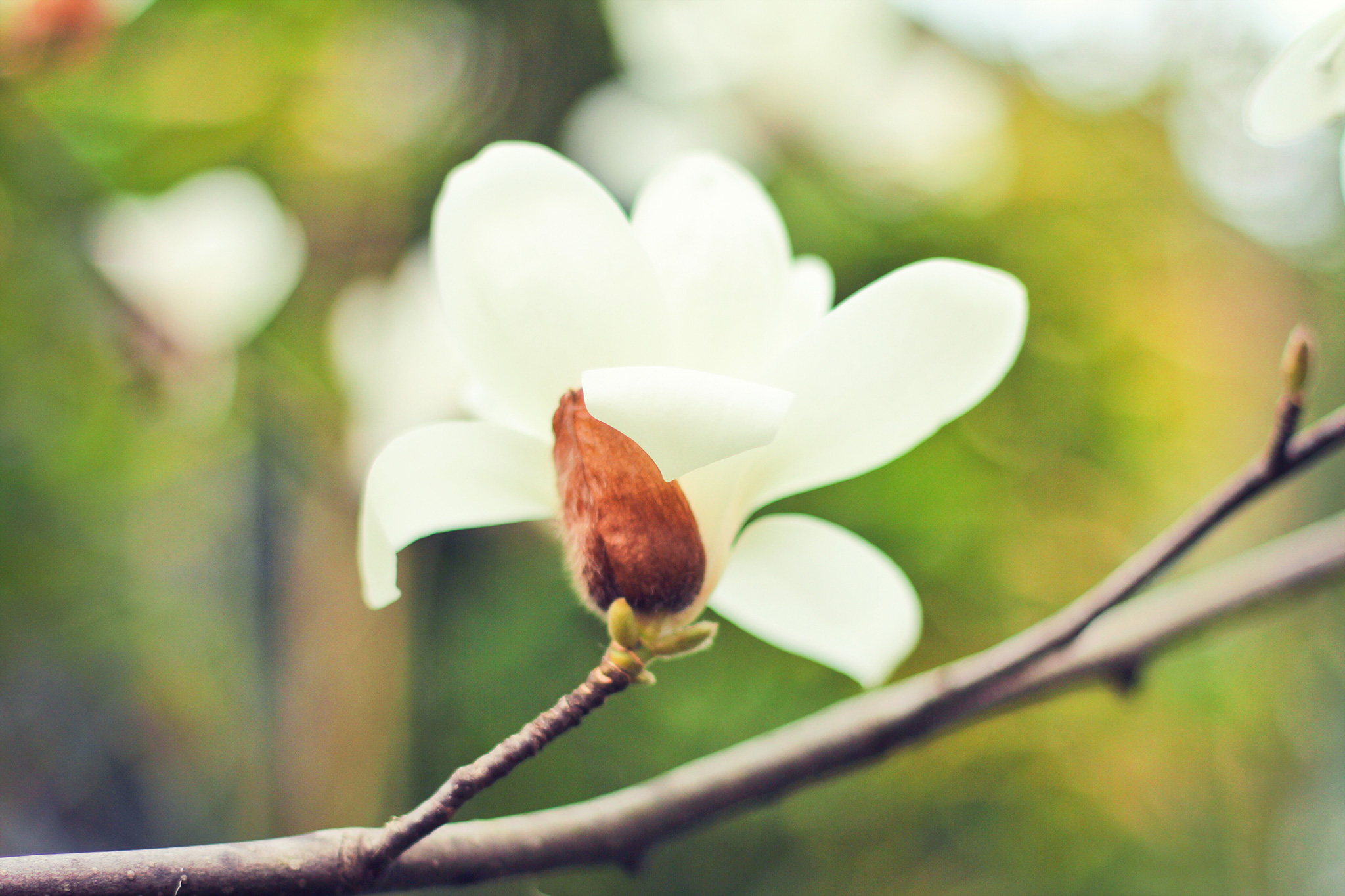 白木蓮 ハクモクレン の蕾が美しく開いた様子のフリー画像 おしゃれなフリー写真素材 Girly Drop