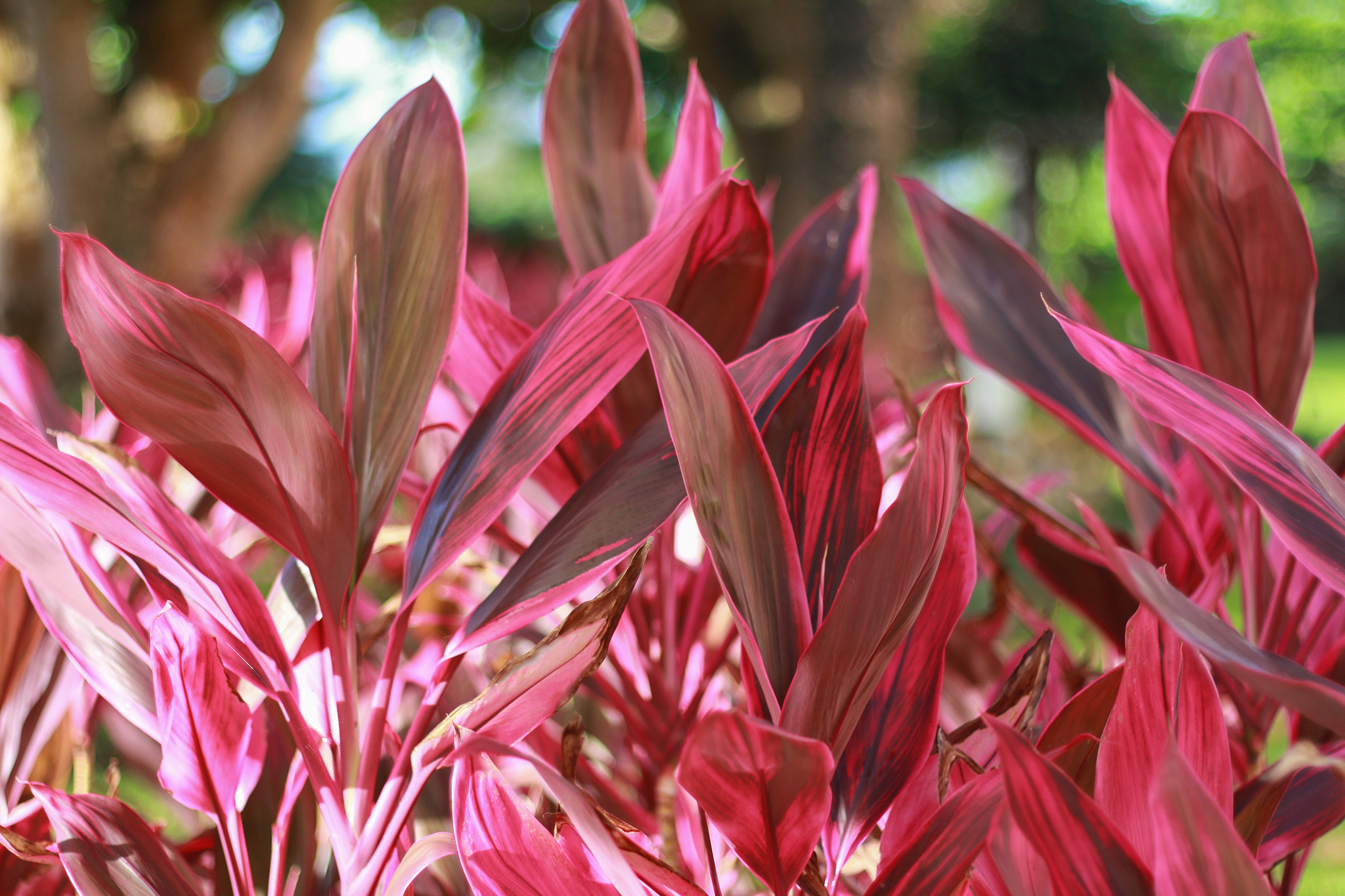南国によくある赤い葉っぱが特徴の熱帯植物 コルディリネ のフリー画像 おしゃれなフリー写真素材 Girly Drop