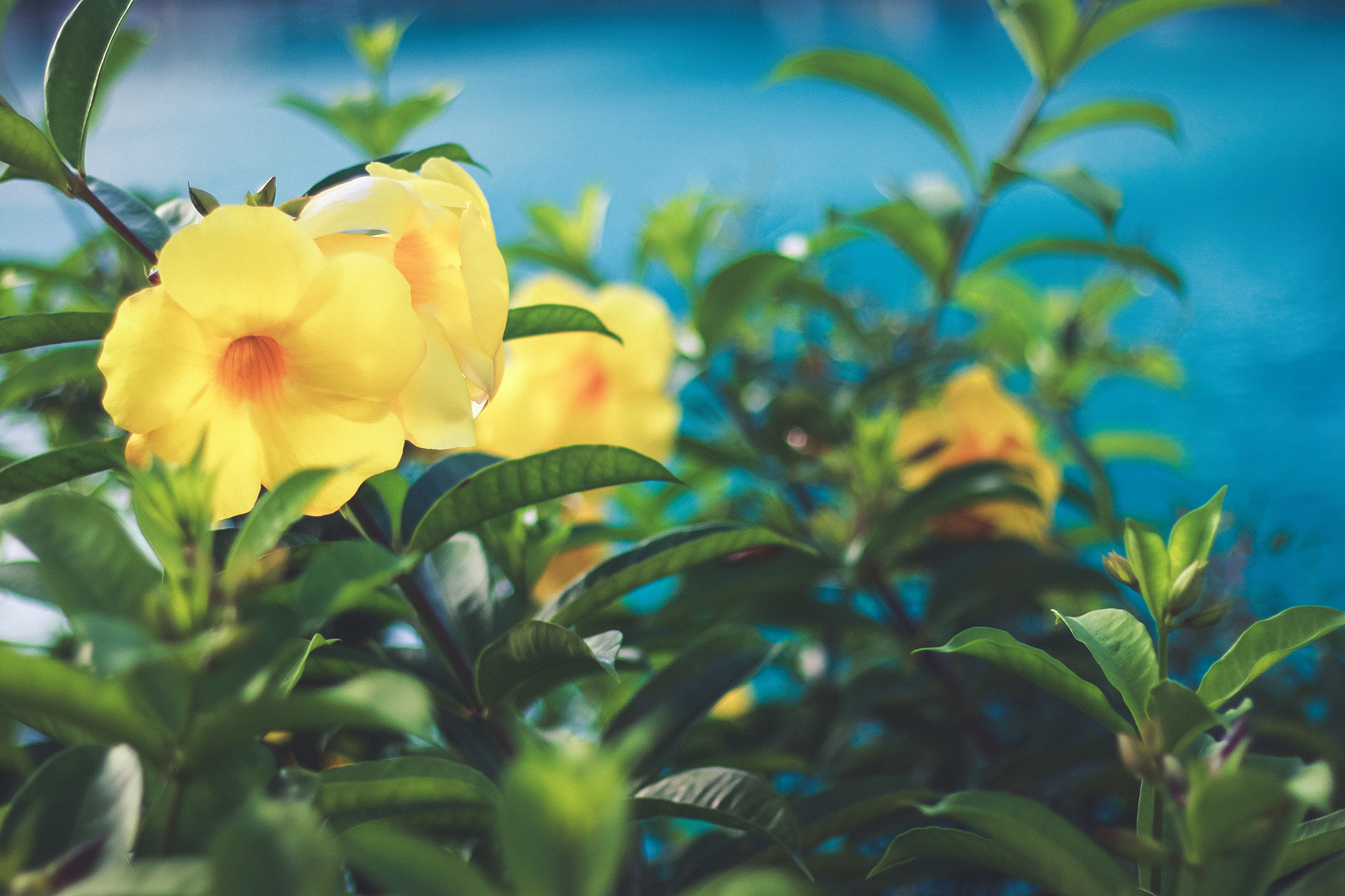 ハイビスカスに似ている南国の黄色い花 オオバナアリアケカズラ のフリー画像 おしゃれなフリー写真素材 Girly Drop
