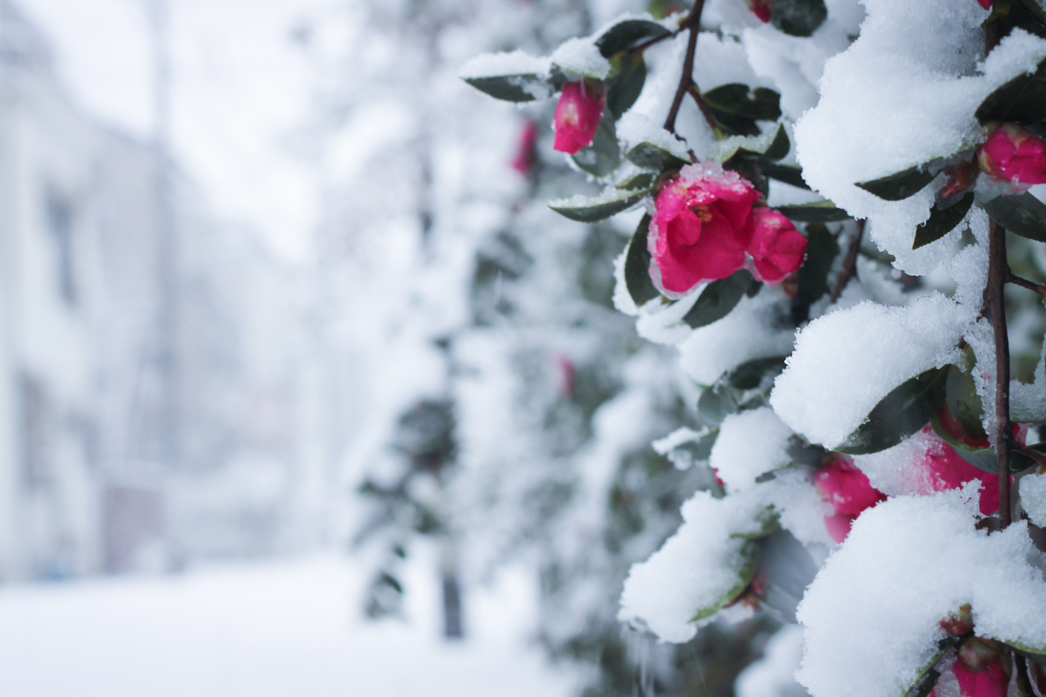 しんしんと雪が降り積もる椿の花のフリー画像｜おしゃれなフリー写真素材：GIRLY DROP