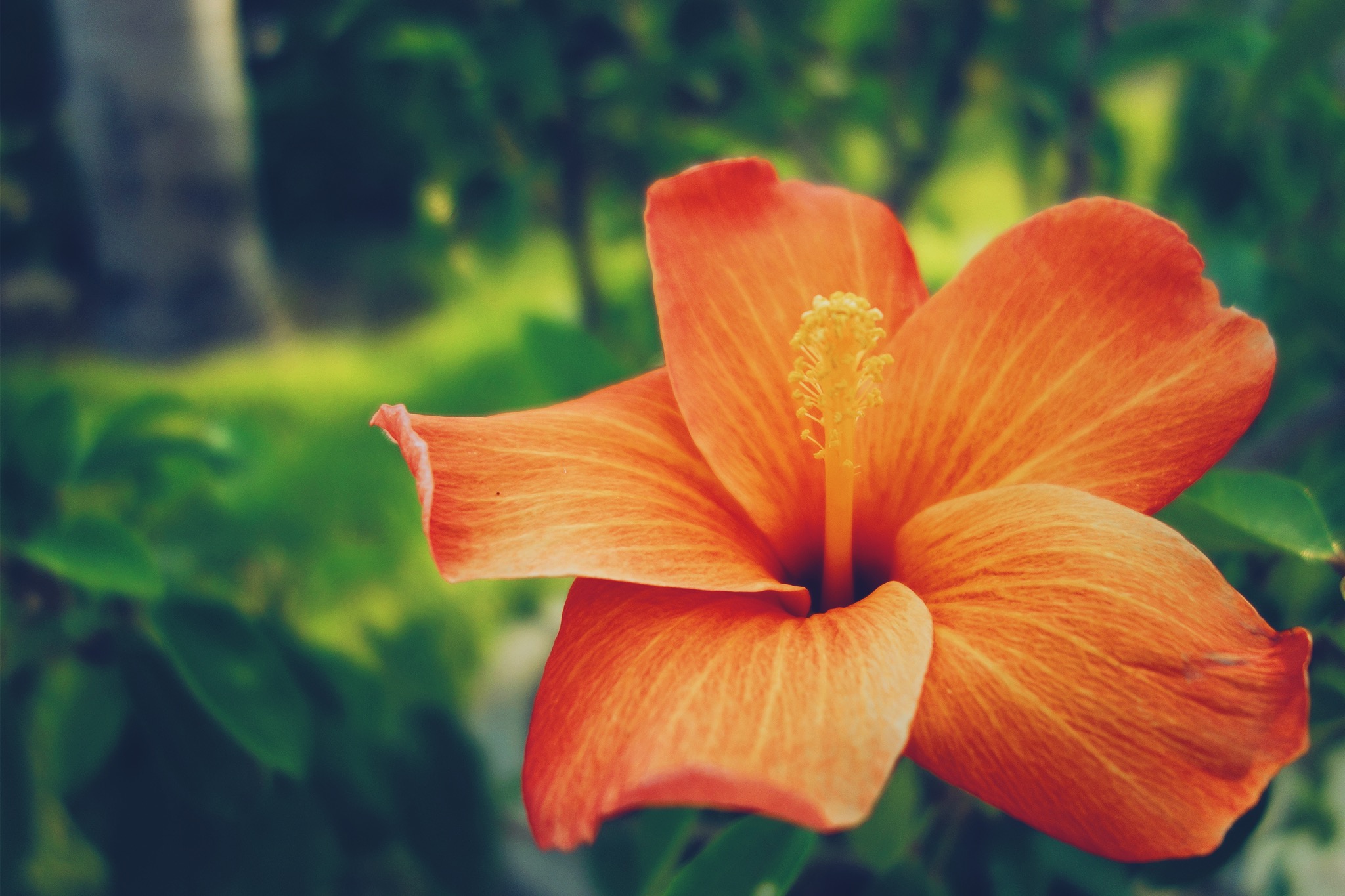 南の島に咲くオレンジ色のハイビスカスのフリー画像 おしゃれなフリー写真素材 Girly Drop