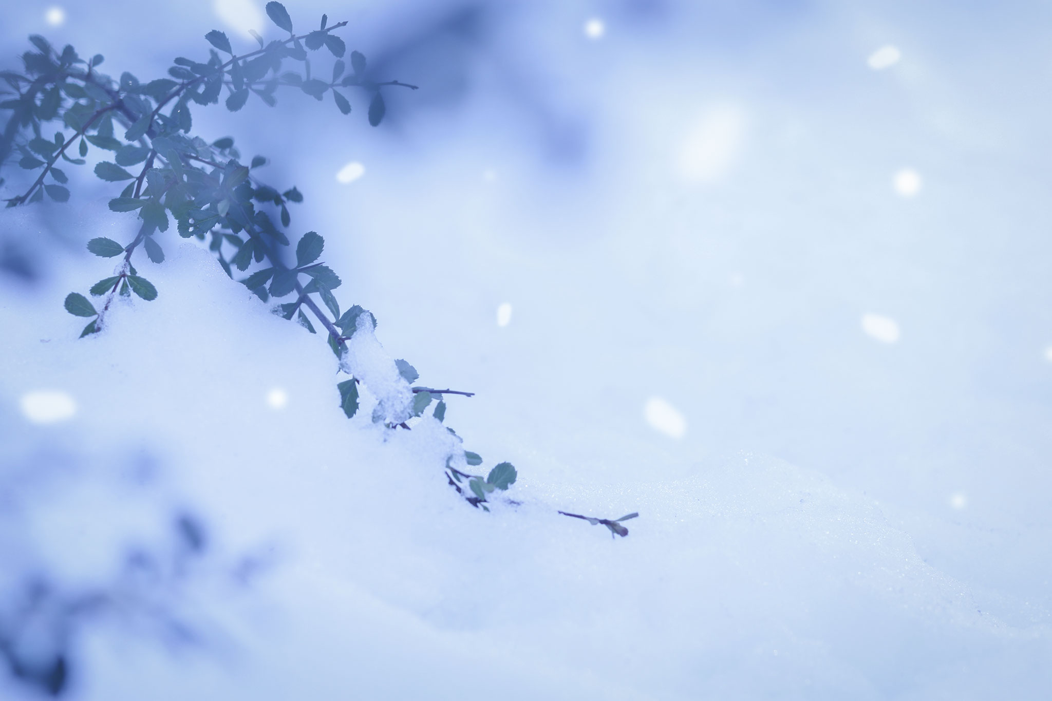 雪の中でも強く生きる寒さに強い植物のフリー画像 おしゃれなフリー写真素材 Girly Drop