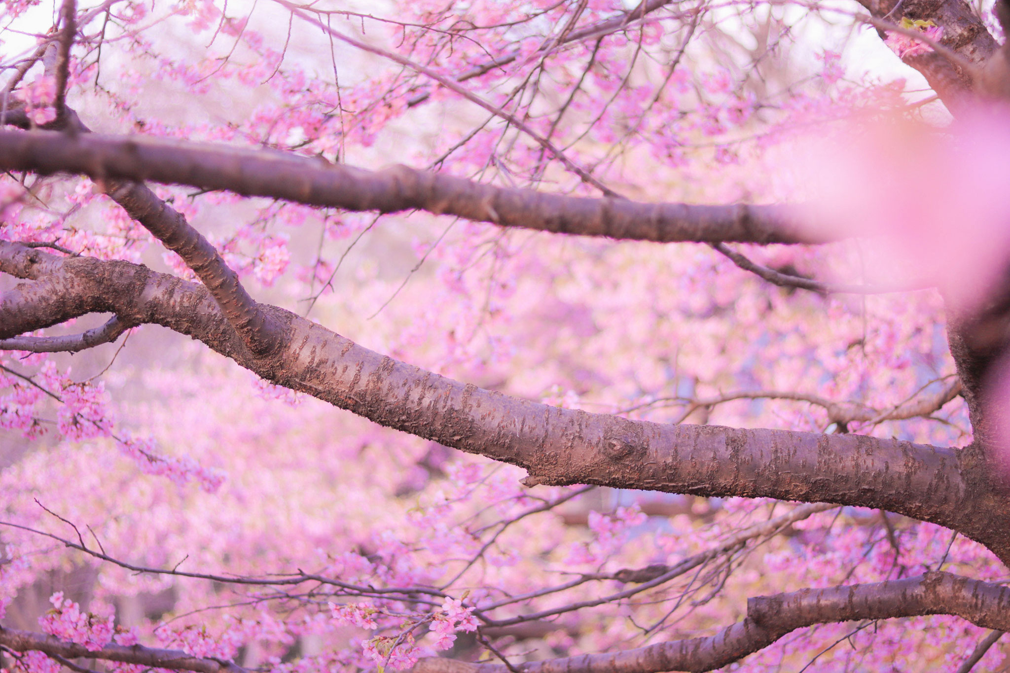 真横に枝幹が伸びている美しい桜の木のフリー画像 おしゃれなフリー写真素材 Girly Drop