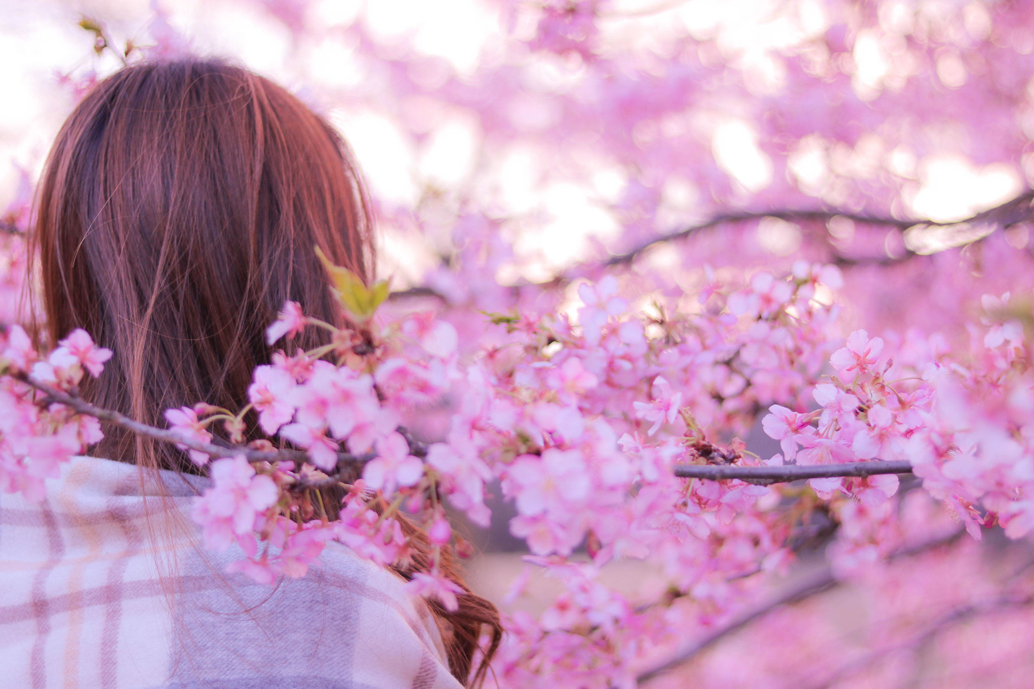 夕暮れ時に桜の枝の中に埋もれるエモい感じの女の子のフリー画像