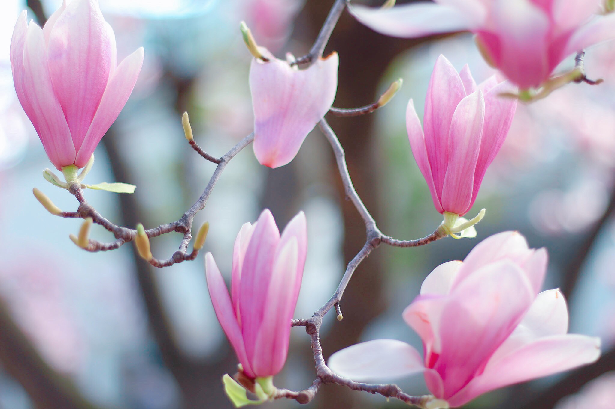 可憐な雰囲気で咲き誇るピンクの木蓮 モクレン のフリー画像 おしゃれなフリー写真素材 Girly Drop